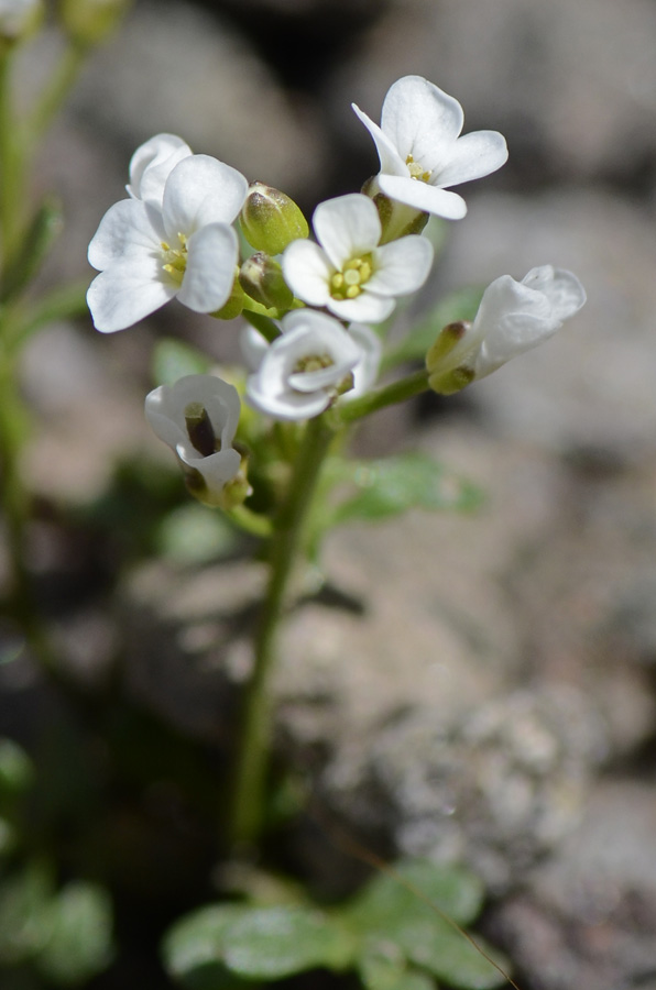 Cardamine resedifolia